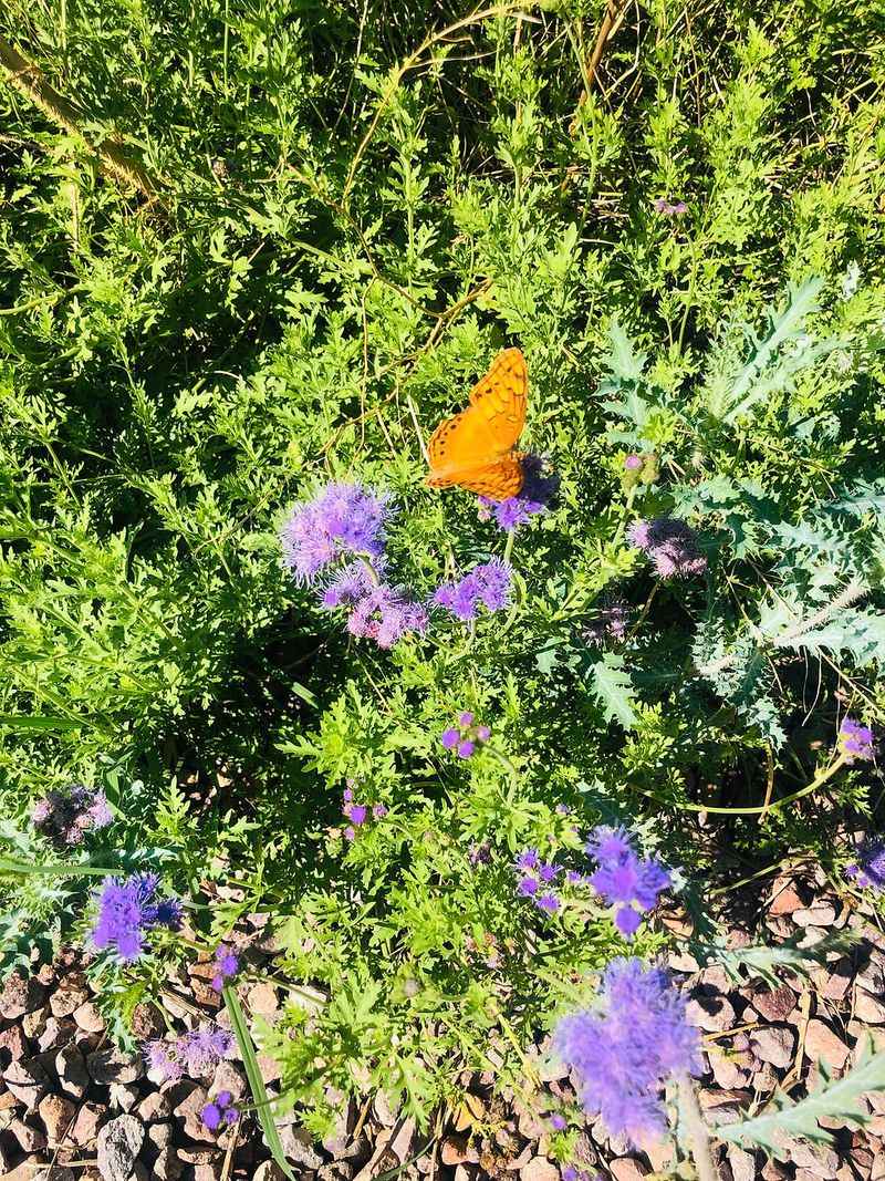 Add flowers that can provide fall nectar