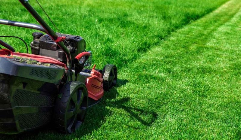 Adjust Mowing Height To Suit Your Bermudagrass Variety Adjust Mowing Height To Suit Your Bermudagrass Variety