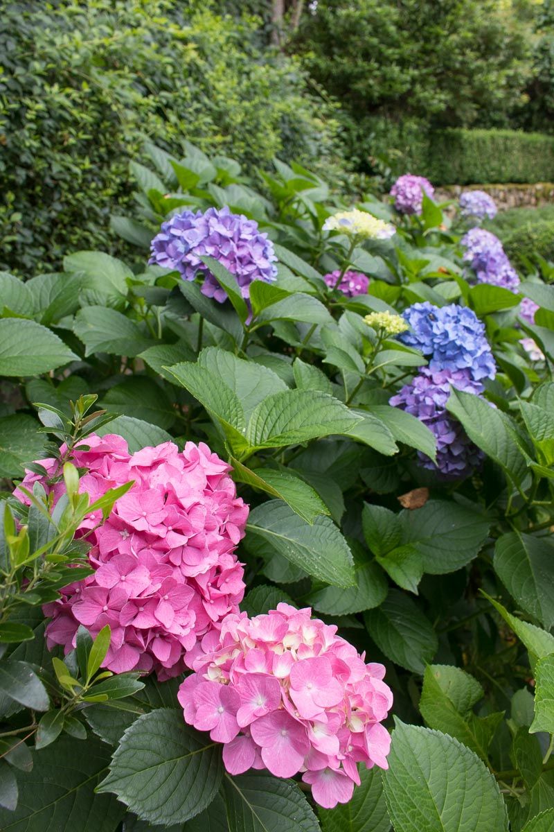 Adjust Your Soil For Next Year's Flower Color Adjust Your Soil For Next Year's Flower Color