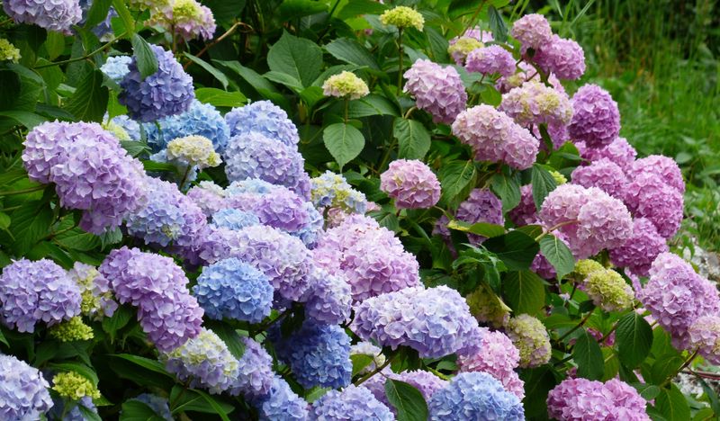 Adjust Your Soil For Next Year's Flower Color Adjust Your Soil For Next Year's Flower Color