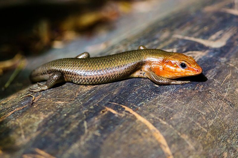 Adult Males Develop Their Boldest Head Color During Breeding Season