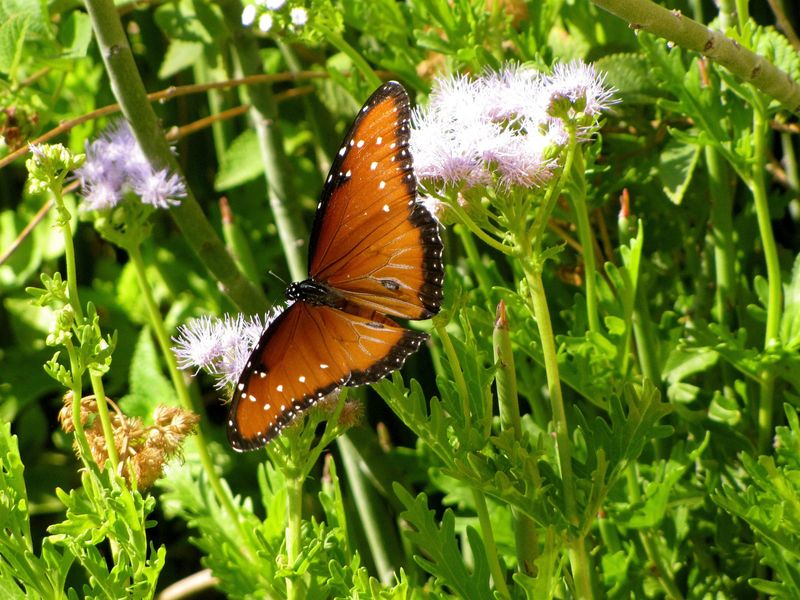 Adult Queens need nectar, too