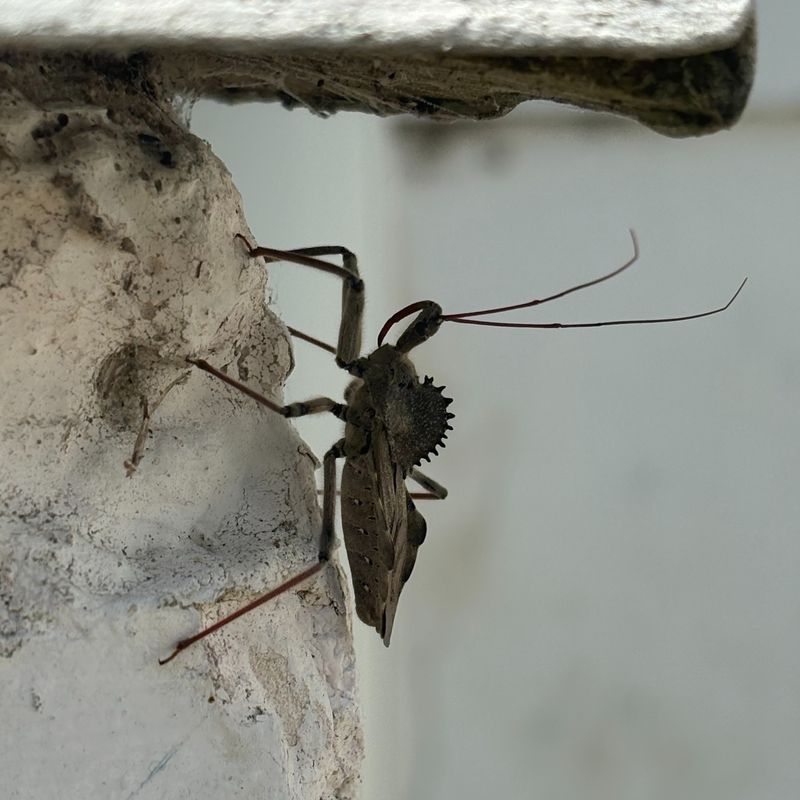 Adults Are Easiest To Spot In Late Summer And Fall Adults Are Easiest To Spot In Late Summer And Fall