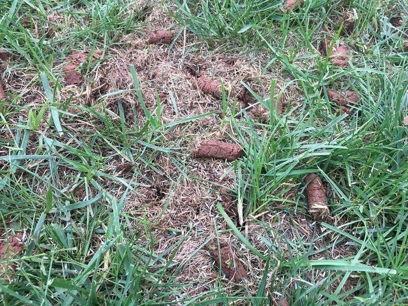 Aerating Loosens Compacted Clay Aerating Loosens Compacted Clay