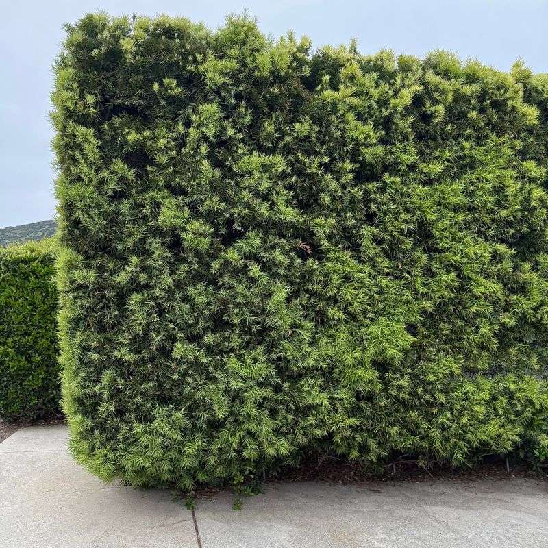 African Fern Pine African Fern Pine