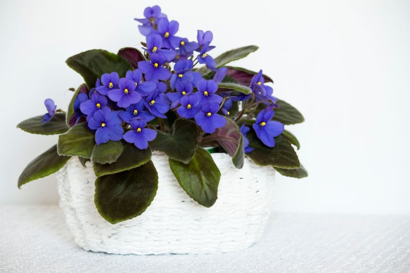 African Violet African Violet