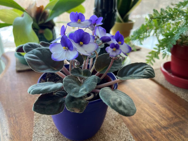 African Violet African Violet