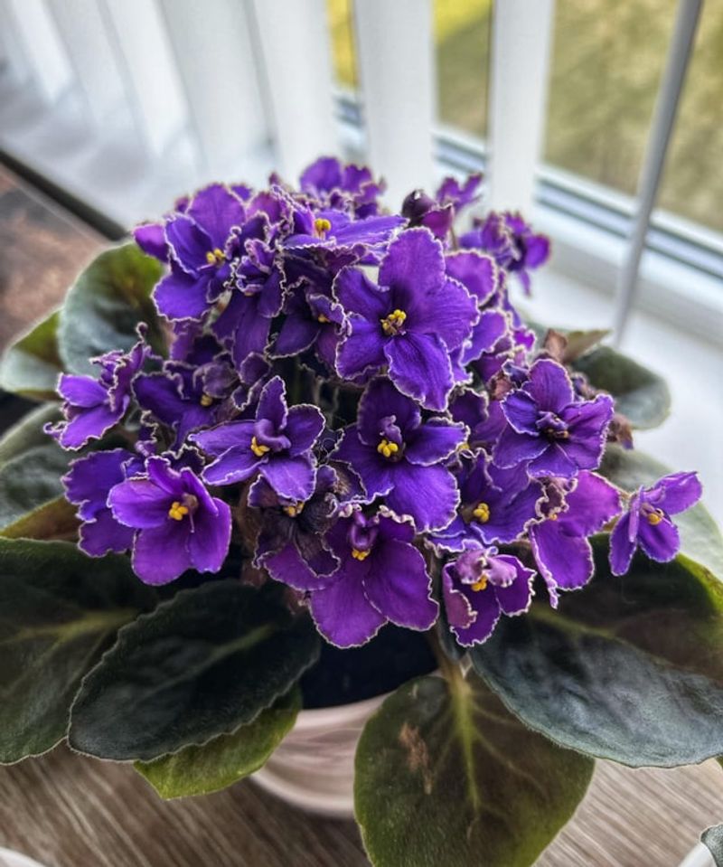 African Violets Bloom Nonstop In New York Light