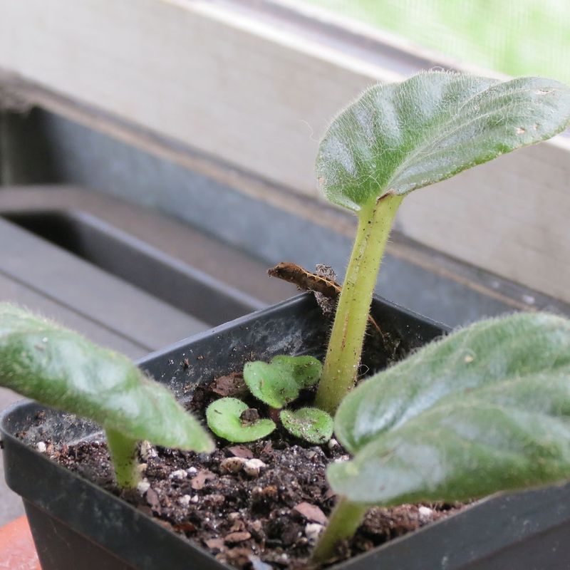 African Violets Grow From Just One Leaf African Violets Grow From Just One Leaf