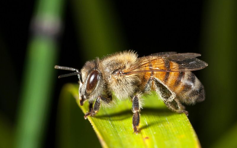 Africanized Honey Bees Africanized Honey Bees