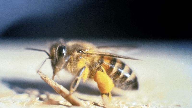 Africanized Honey Bees