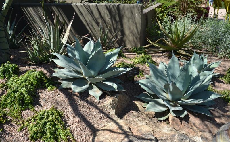 Agave Stores Water For The Harshest Hours Agave Stores Water For The Harshest Hours