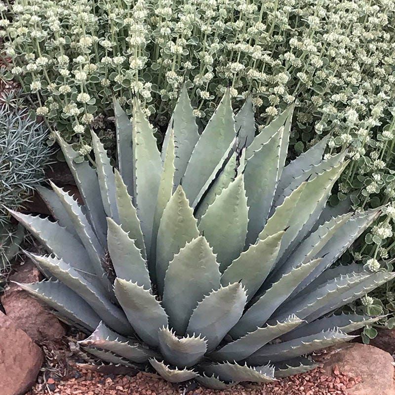 Agave Agave