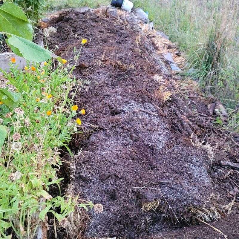 Aged Manure Dug Into Vegetable Beds