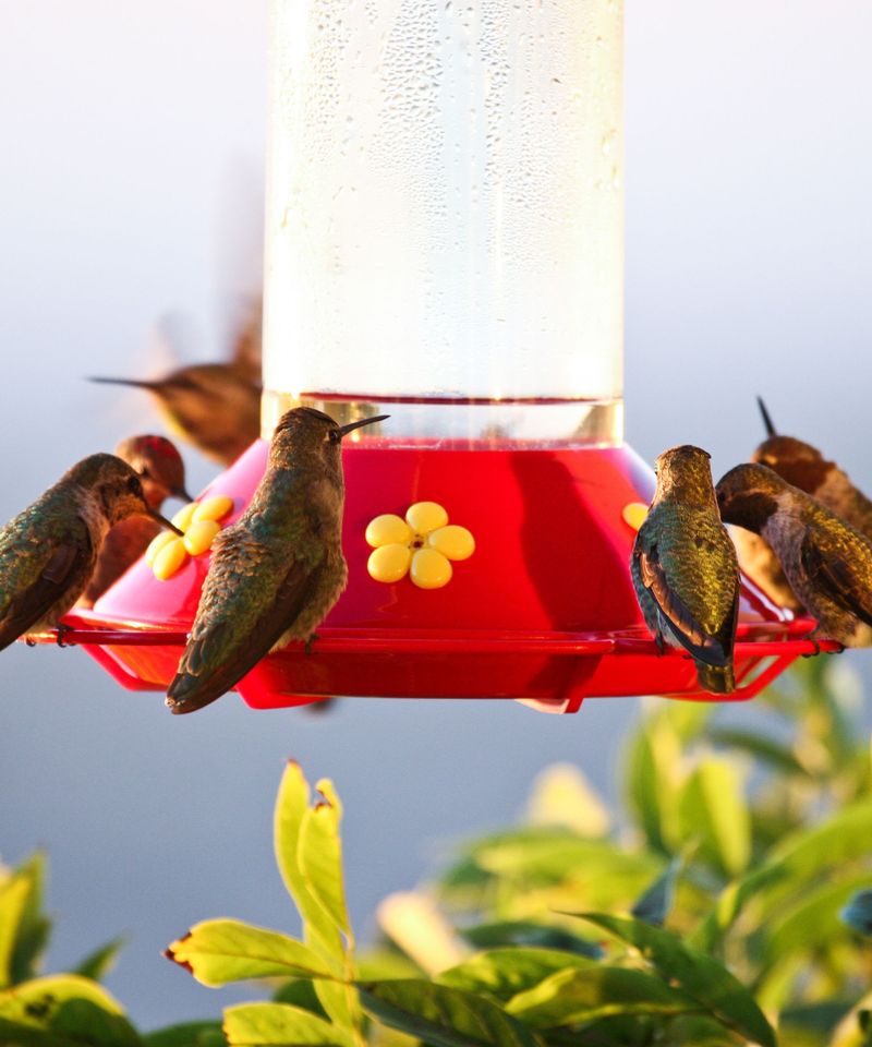 Aggression Spikes When Natural Nectar Runs Low