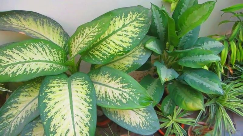 Aglaonema And Dieffenbachia Are Especially Sensitive Aglaonema And Dieffenbachia Are Especially Sensitive