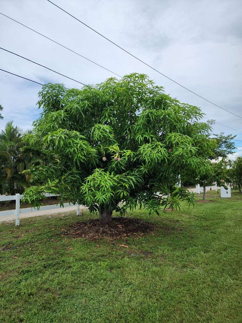 Aim For A Tree About 8 To 15 Feet Tall