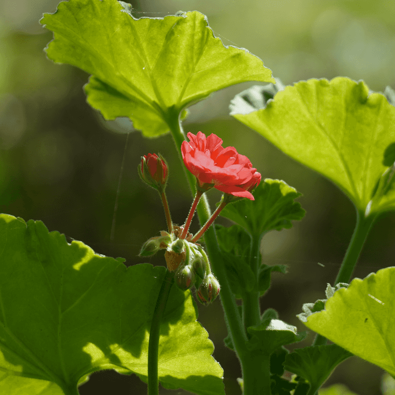 Aim for Six Hours of Direct Sun on Those Geranium Leaves