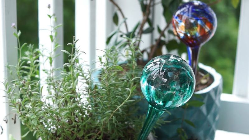 Air Bubbles Push Water From The Glass Globe Into Soil