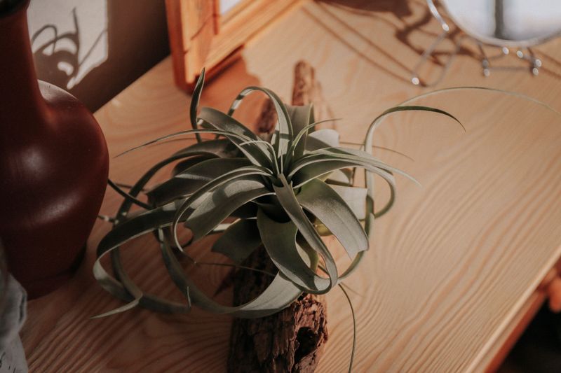 Air Plant Decor Without Soil Air Plant Decor Without Soil