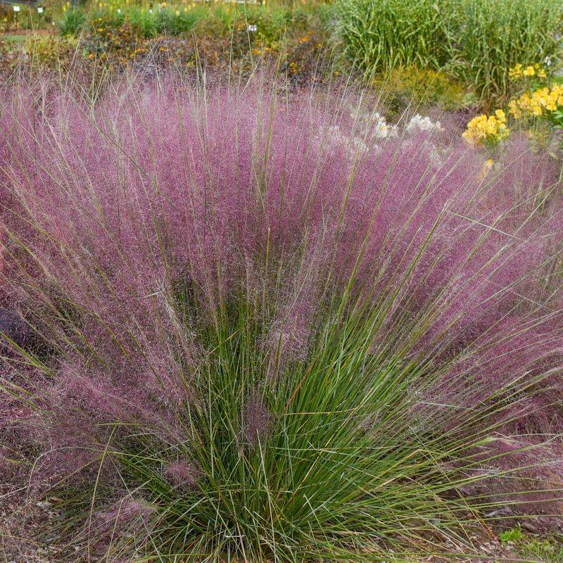 Airy Flower Heads Create The Pink Color Above The Leaves