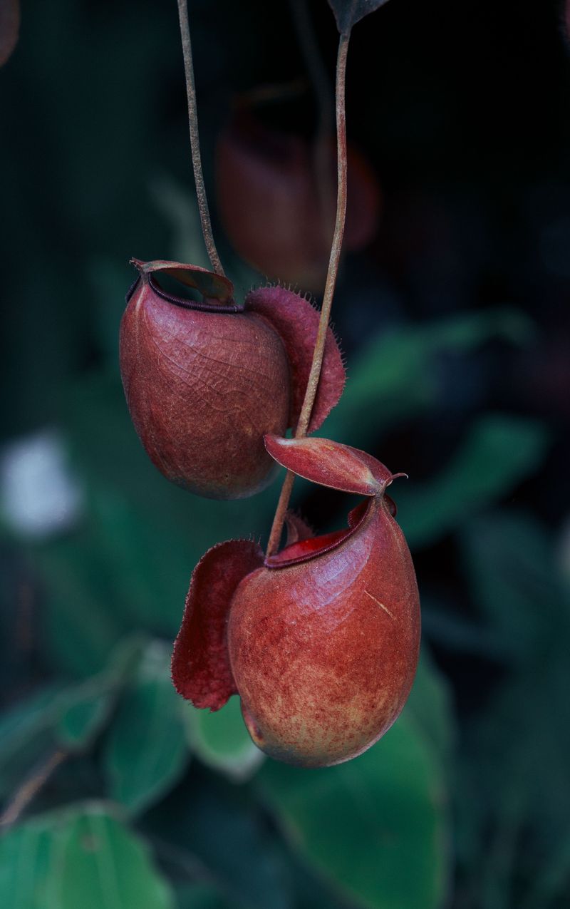 Albany Pitcher Plant Surprises With Tiny Cups Albany Pitcher Plant Surprises With Tiny Cups