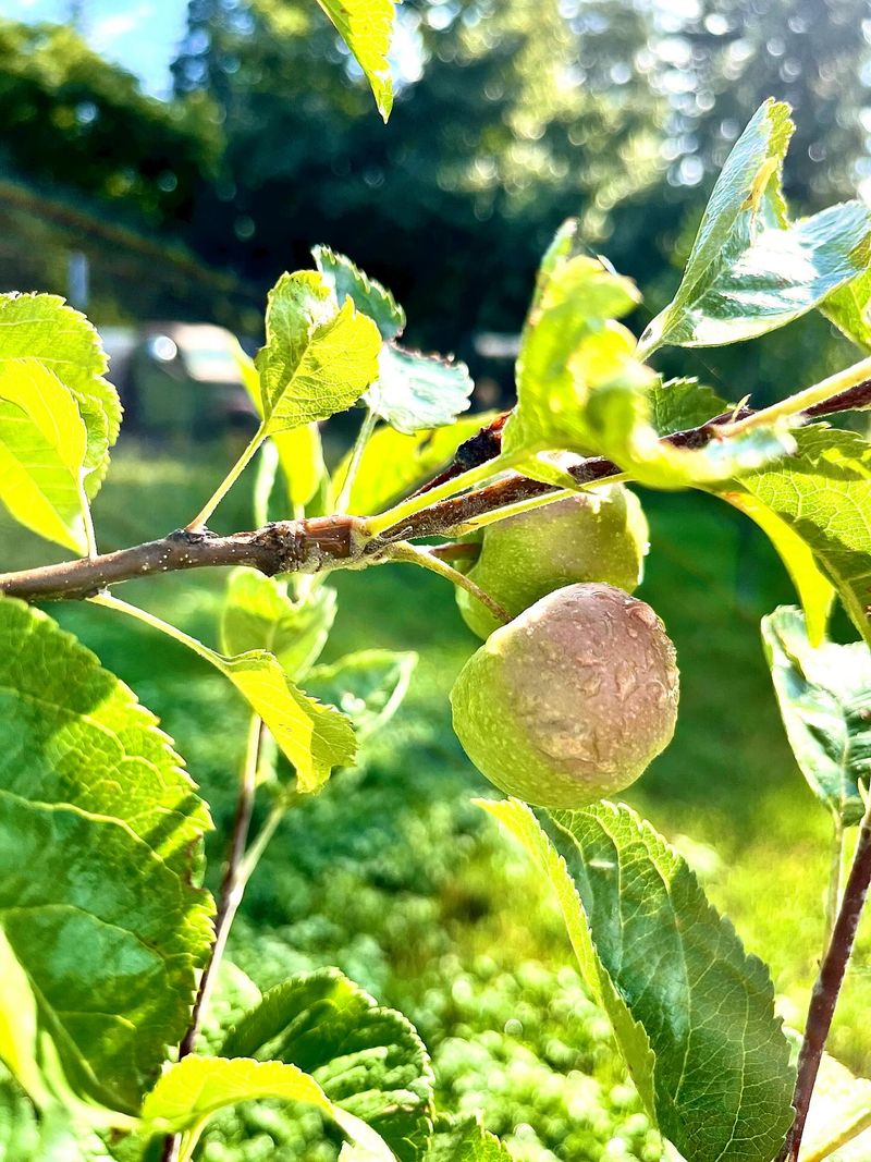 Albemarle Pippin For Crisp, Tangy Flavor Albemarle Pippin For Crisp, Tangy Flavor