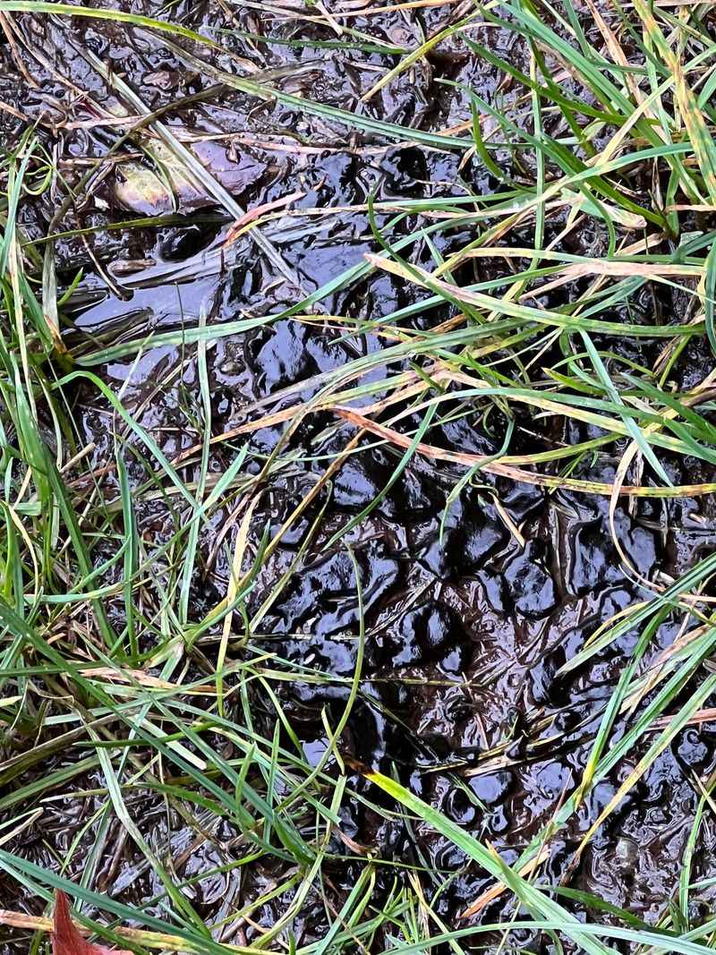 Algae Forms Slimy Green Crusts Algae Forms Slimy Green Crusts