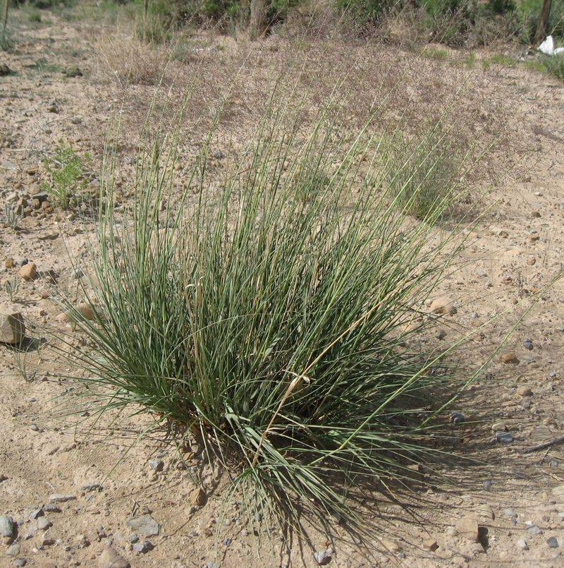 Alkali Sacaton