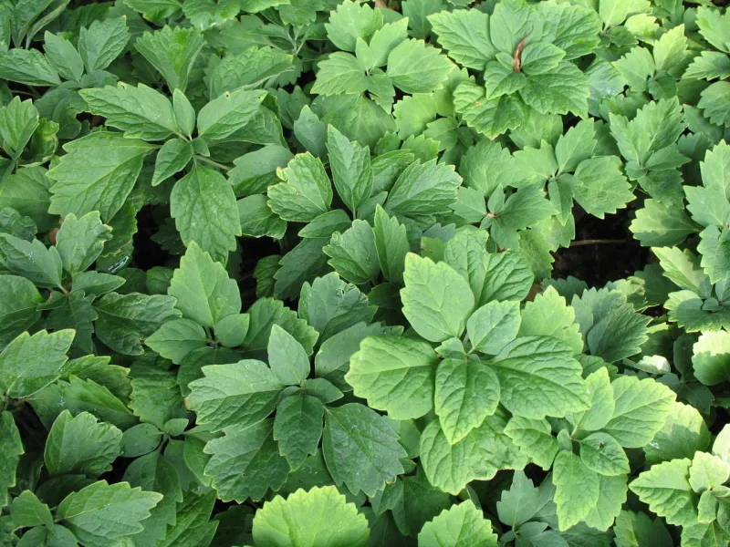 Allegheny Spurge Is A Native Groundcover For Shade Allegheny Spurge Is A Native Groundcover For Shade