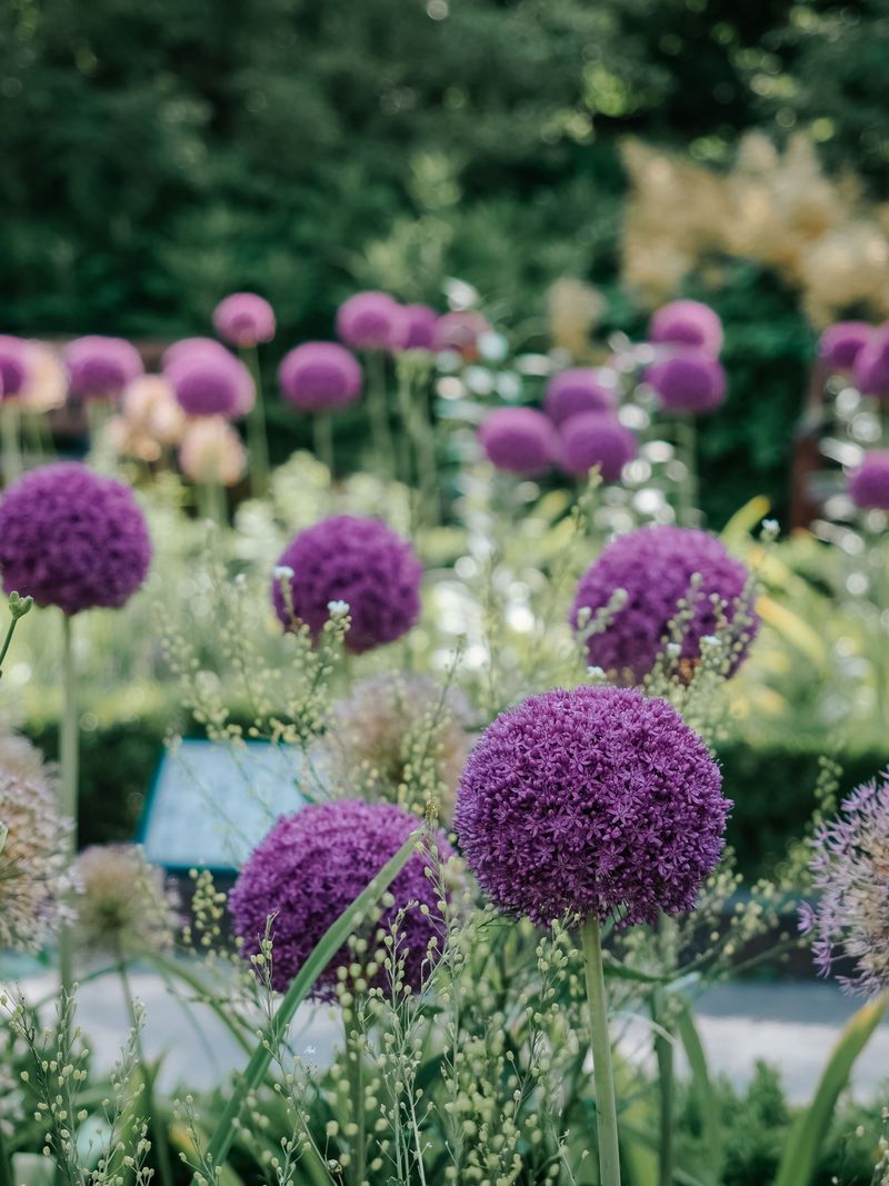 Alliums For Bold Purple Globes