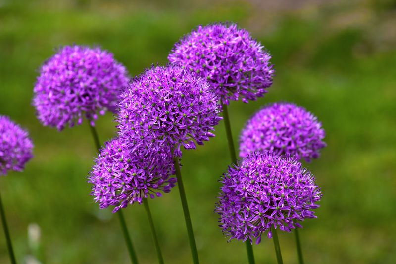 Alliums In Purple Pom-Pom Drama