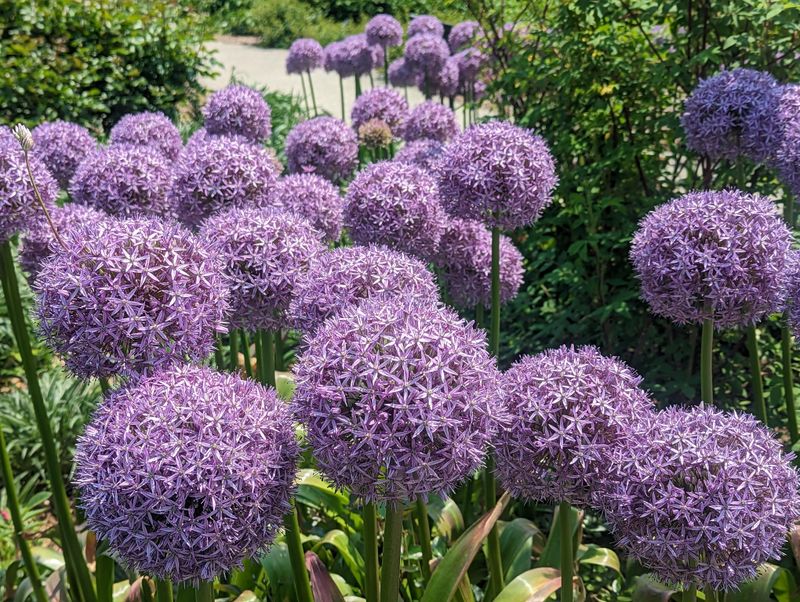 Alliums With Striking Globe Flowers Alliums With Striking Globe Flowers