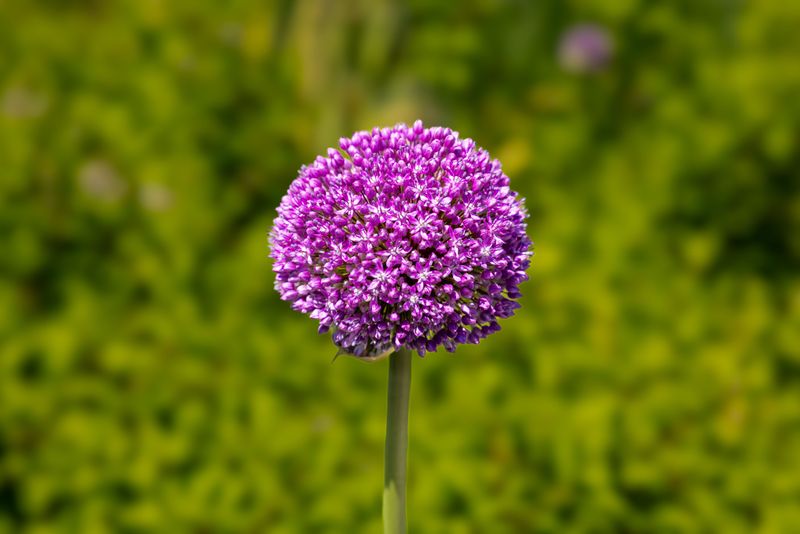 Alliums With Their Strong Onion Scent Alliums With Their Strong Onion Scent