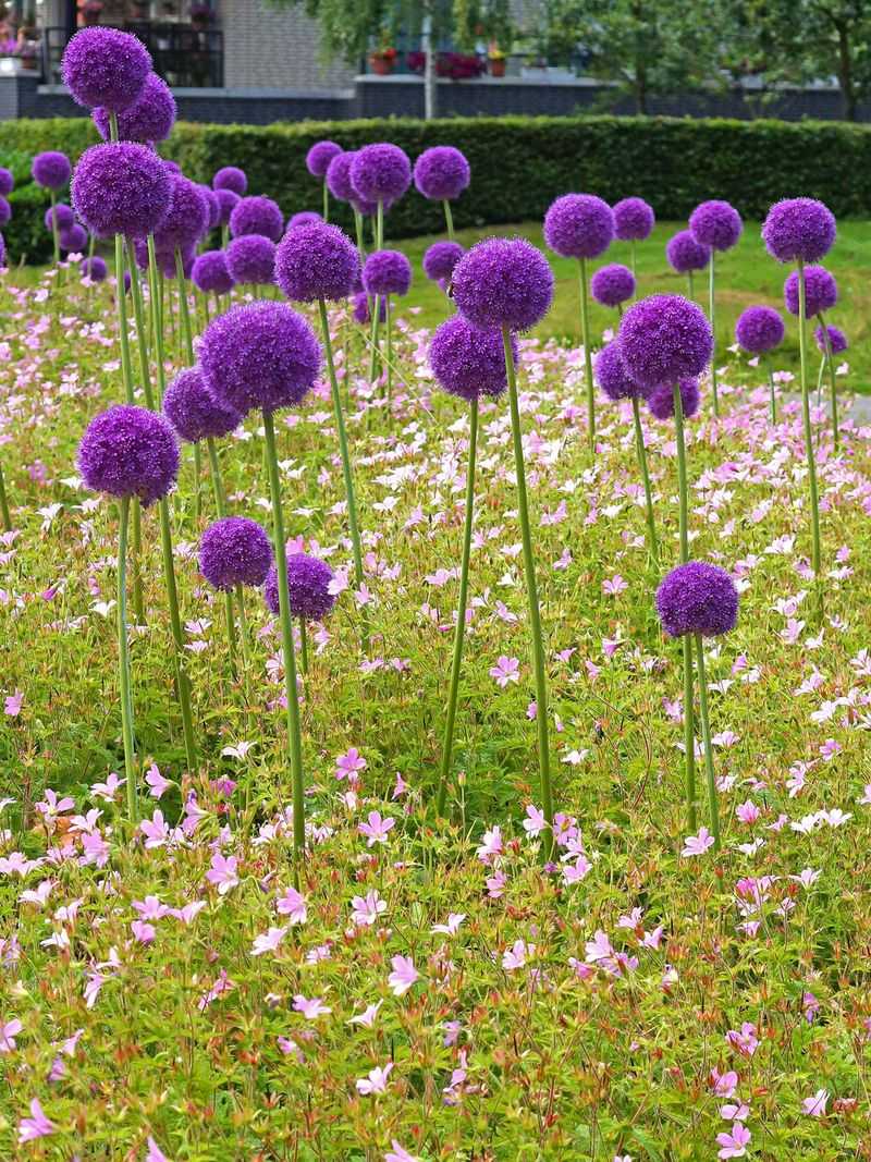 Alliums Alliums
