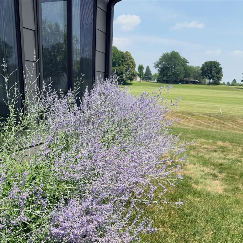 Allow Your Russian Sage To Stay Silver All Winter