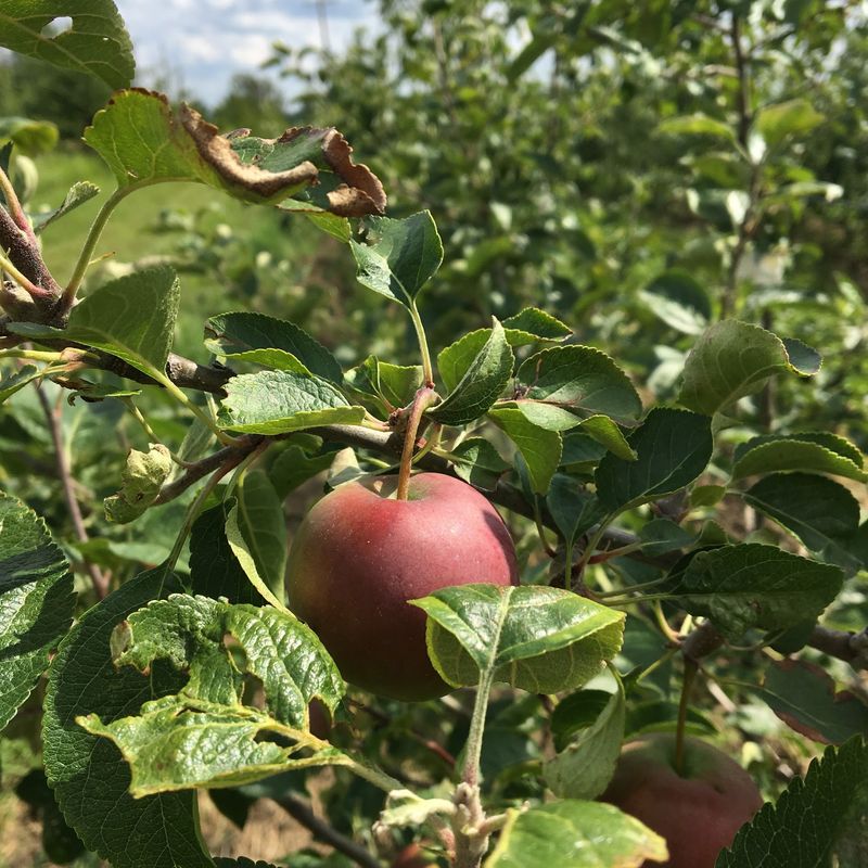 Almar Orchards Mixes Fun And Fresh Fruit
