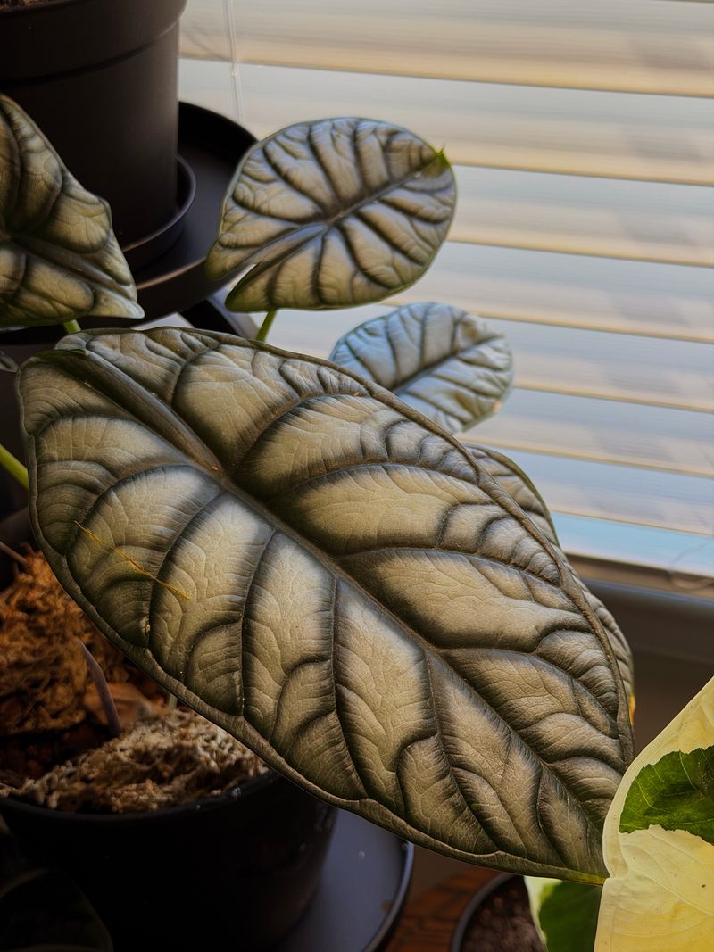 Alocasia Dragon Scale, Rich Textures