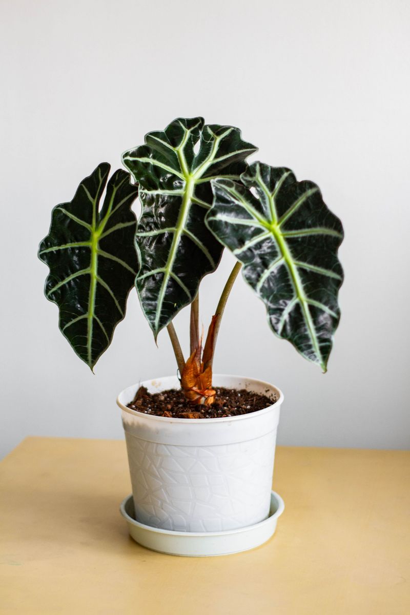 Alocasia Polly