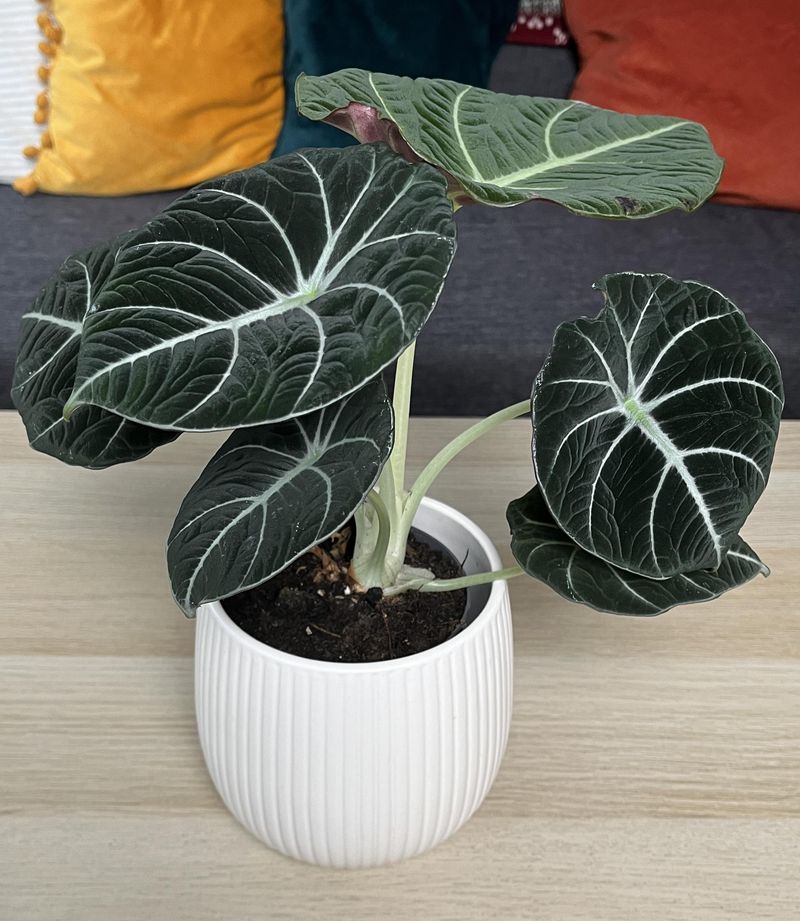 Alocasia ‘Black Velvet’ Looks Like Dark Velvet
