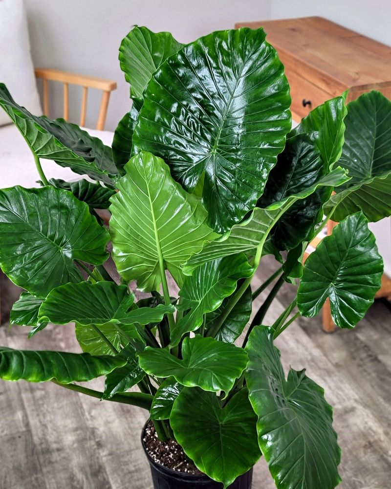 Alocasias Are Generally Less Cold-Tolerant Than Colocasias