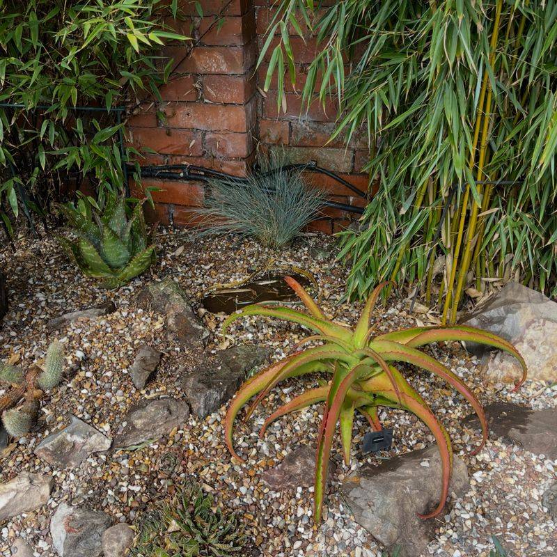 Aloe And Other Tender Succulents Turn Mushy Fast