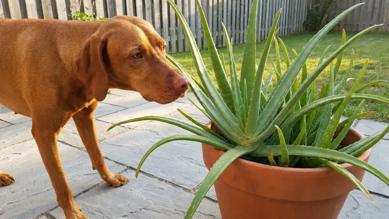 Aloe Vera Can Upset A Pet's Stomach Aloe Vera Can Upset A Pet's Stomach