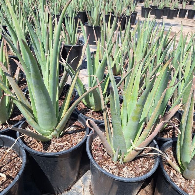 Aloe Vera