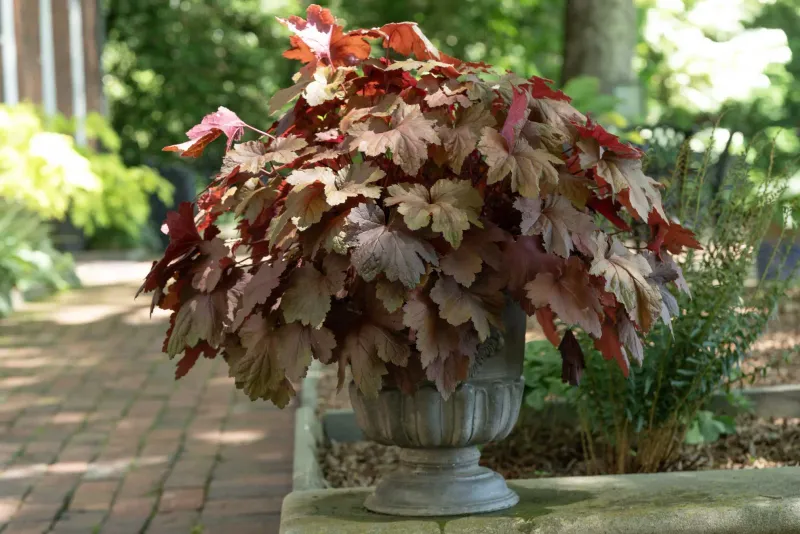 Alumroot Adds Native Foliage Alumroot Adds Native Foliage