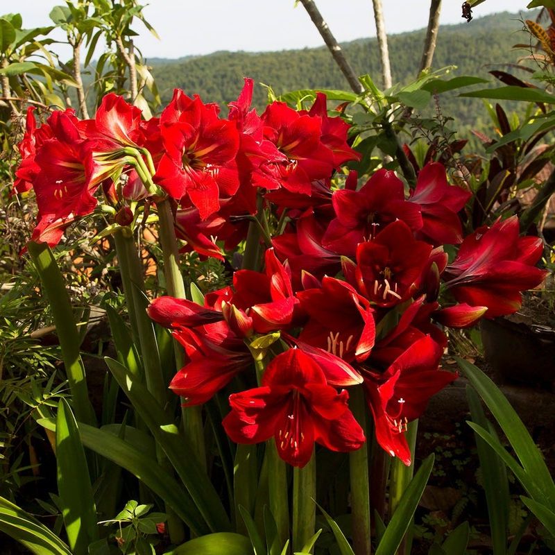 Amaryllis Brings Huge, Bold Flowers Amaryllis Brings Huge, Bold Flowers