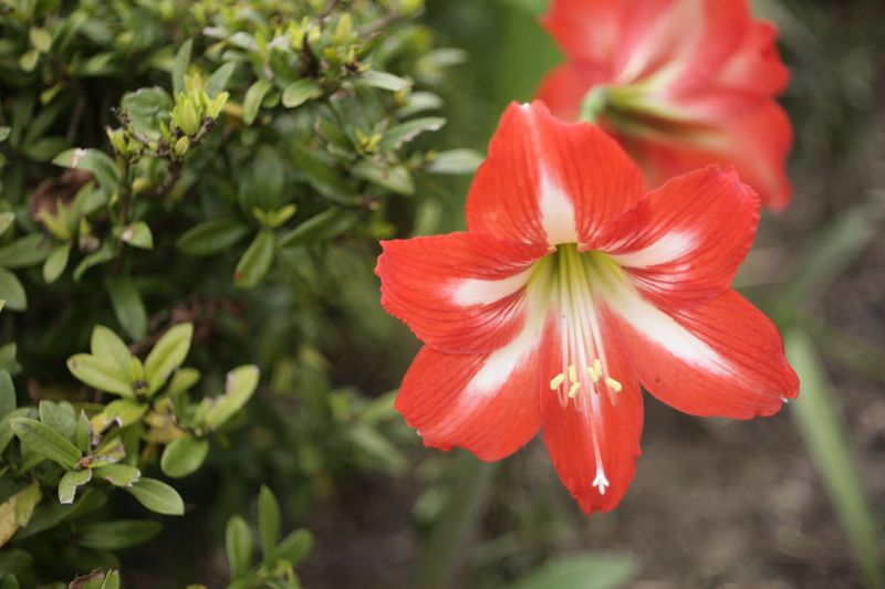 Amaryllis Can Move Into The Garden Later