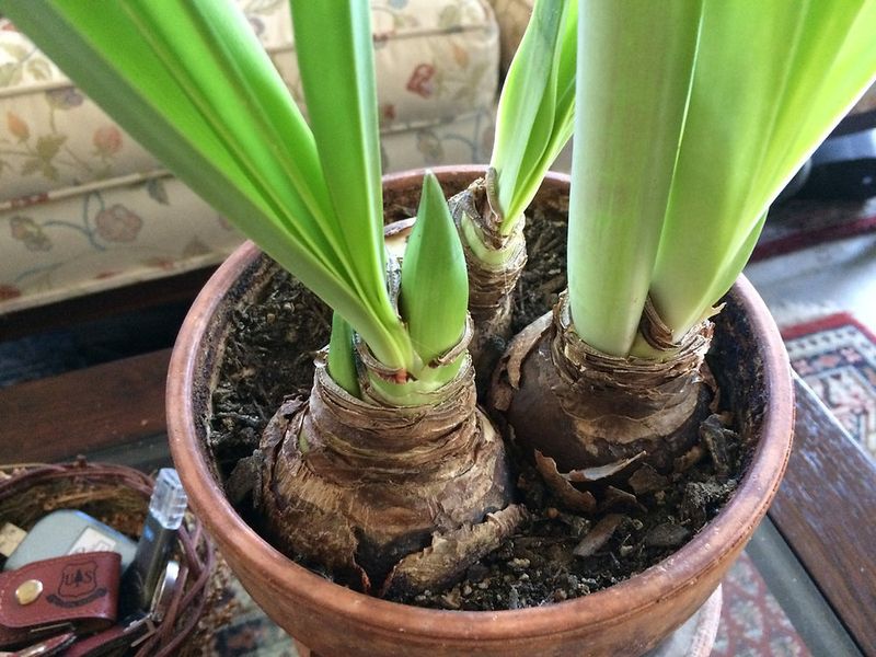 Amaryllis Likes A Snug Pot