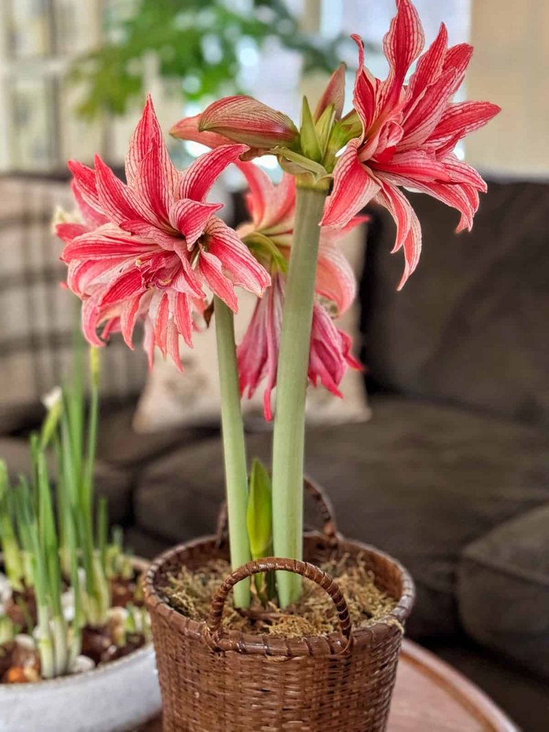 Amaryllis Needs Six To Ten Weeks To Bloom