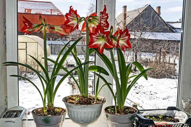 Amaryllis Puts On A Big Show For Plant Lovers